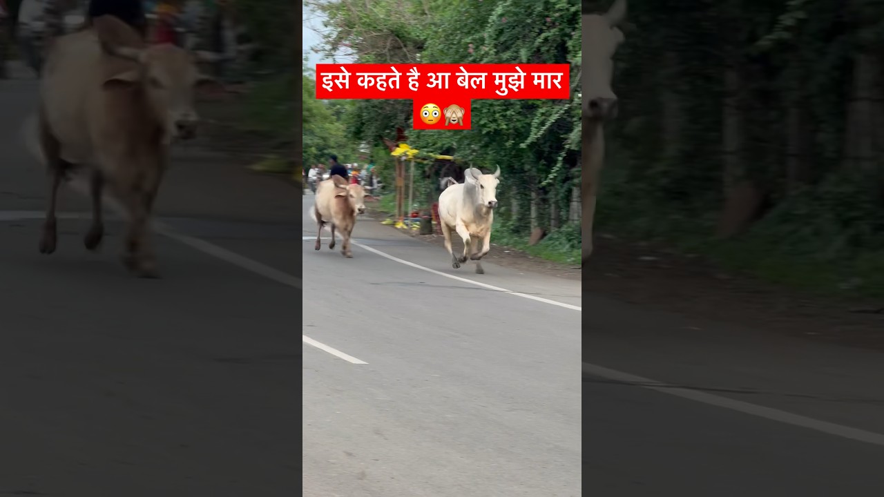 बेलों की बहोत ही खतरनाक लड़ाई ll Heavy Bull Fight ll सांड की लड़ाई