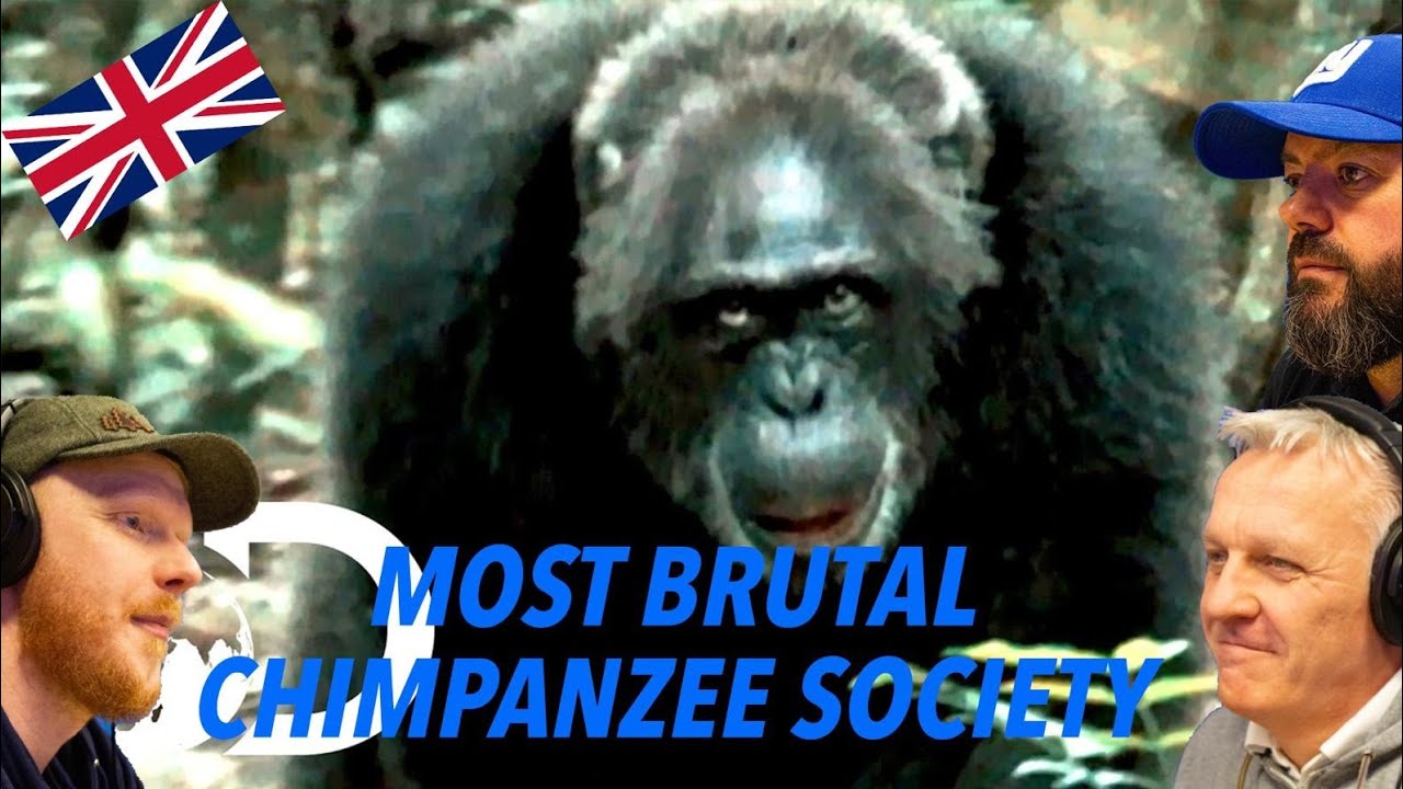 Most Brutal Chimpanzee Society Ever Discovered REACTION!! | OFFICE BLOKES REACT!!