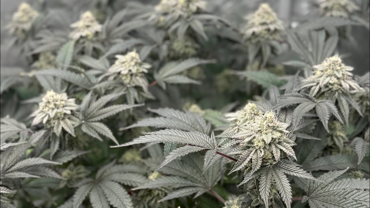 Checkt mal die Blütezelte ab jeweils BT10/BT59 😎 #grow #doku #report 