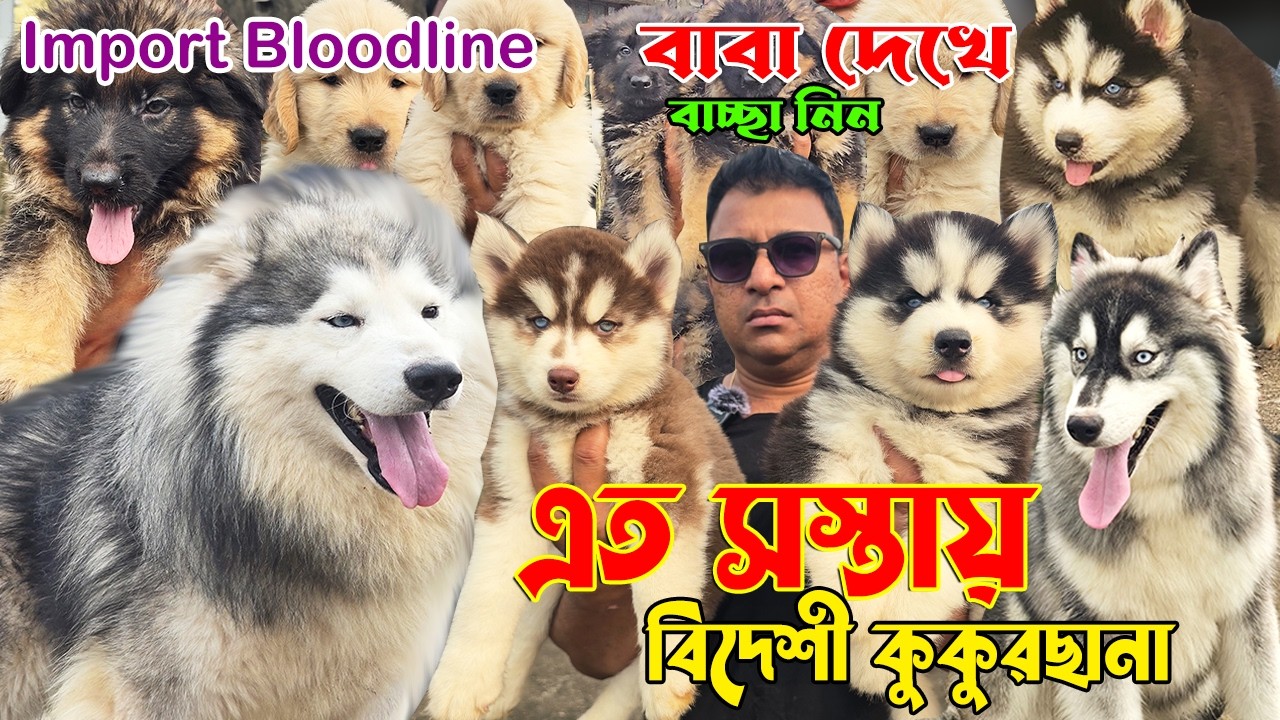 Biggest Dog Kennel in West Bengal । Import Quality Kci Registered । Dog Market in Kolkata