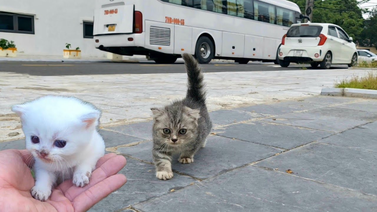 Самые маленькие котята мяукают, найдите кошку-мать, мы спасли! Много самых маленьких и милых котят,