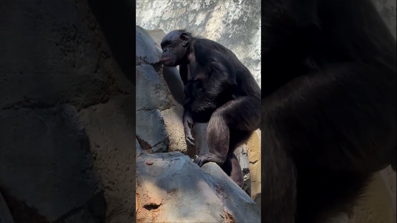 Yoshi, Vindi, and their babies at the L.A. Zoo!