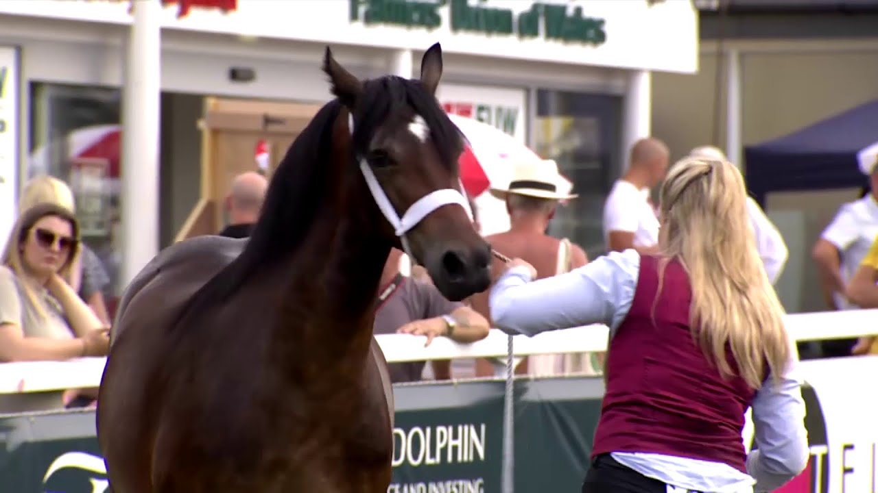 Cobiau Cymreig - Eboles / Adfarch Blwydd | Welsh Cobs Yearling Filly / Gelding