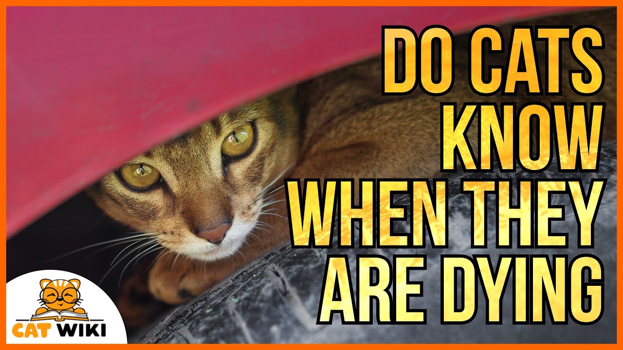Do Cats Know When They Are Dying? Can They Sense The End?