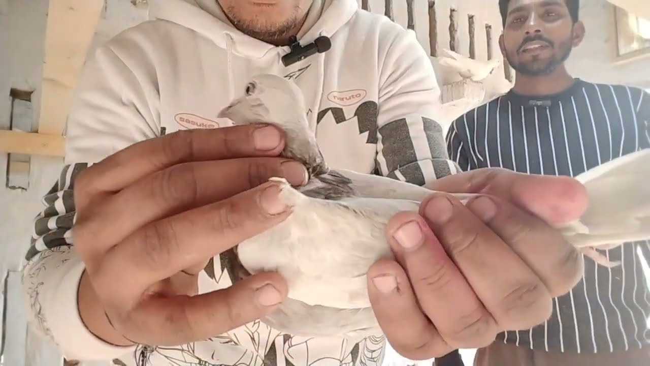 Bai gurjant loppo moni loppo da kabuter @kotisahab #pigeon #kabutar #malwaikabutar 