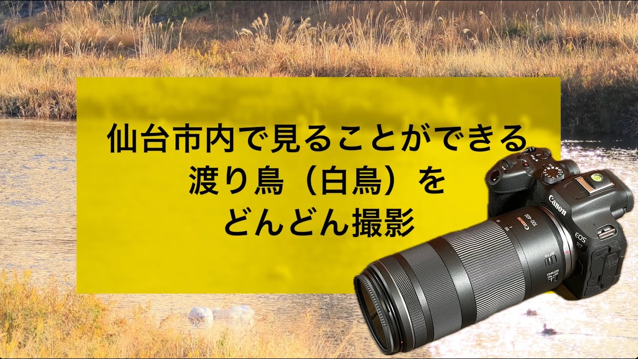 No.248：仙台市内の広瀬川で見ることができる白鳥などをどんどん撮影〜Canon EOS R7 + Canon RF100-400mm F5.6-8 IS USM