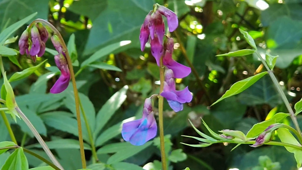 Spaziergang durch den Frühlingsgarten