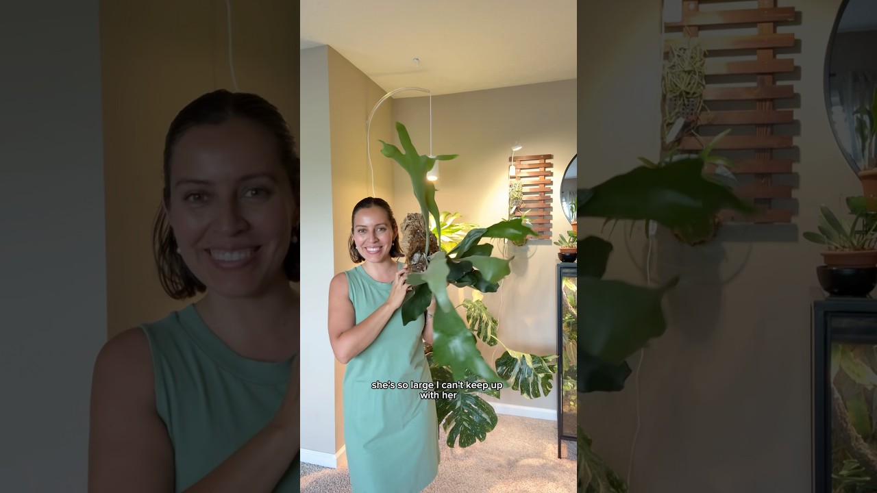 Mounting Staghorn ferns and a 6 month update #staghornfern #houseplanttips