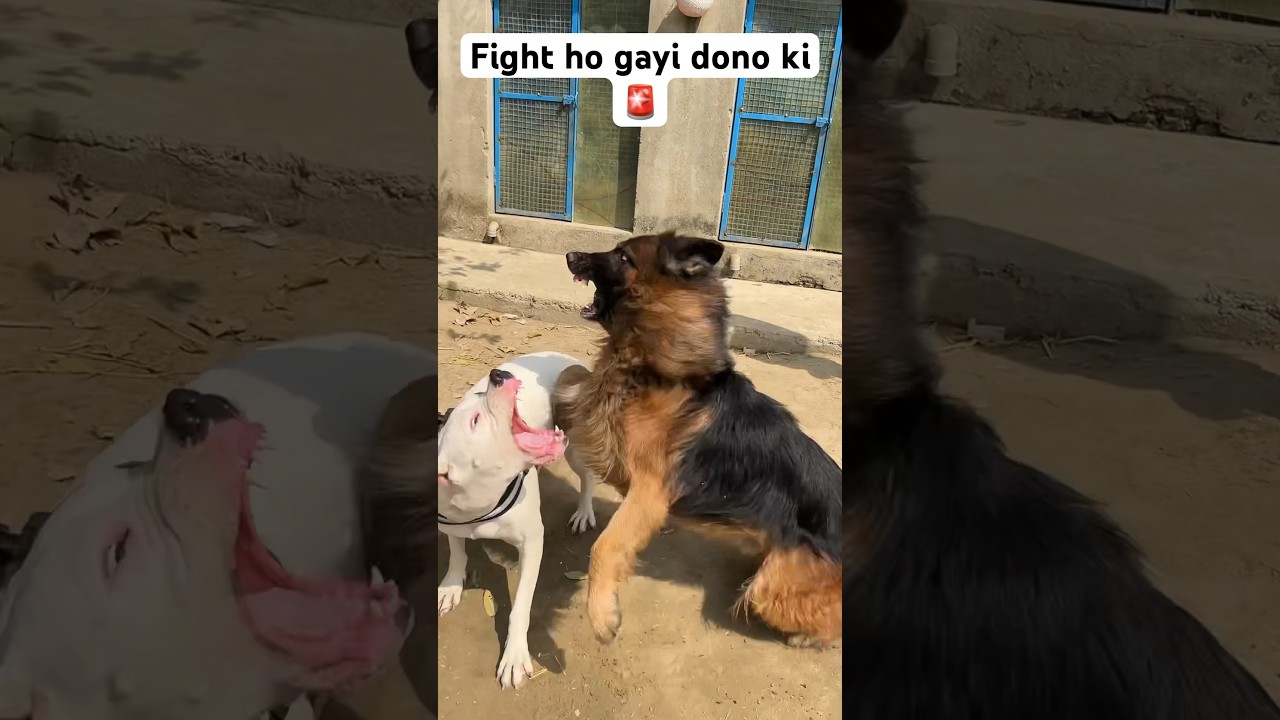 Dogoargentino vs germanshepherd🚨
