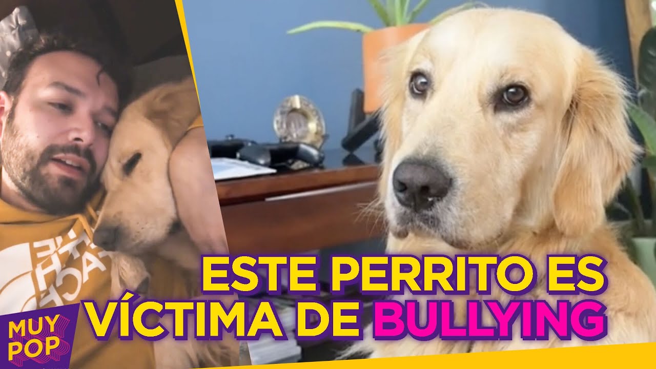 A Felipe, el perrito, le hacen 'bullying' en su guardería y su reacción te apachurrará el corazón
