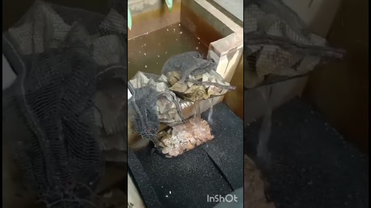 Backwash filter kolam koi di sawangan depok