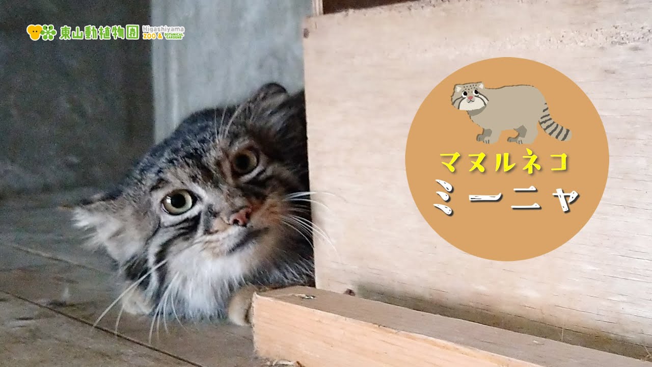 【東山動植物園公式】ミーニャ《 マヌルネコ 》