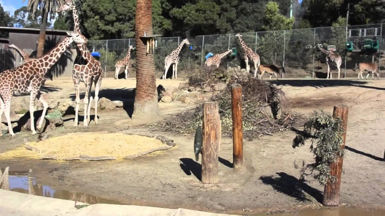 Trip to the Zoo with kids | Animal adventure