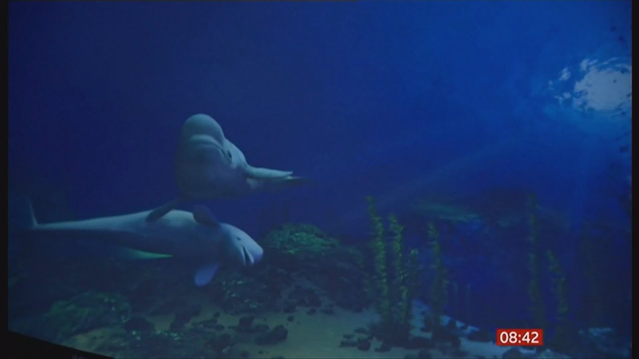 Little Grey & Little White (Beluga whales) in their new home (Iceland) BBC News 28th September 2020