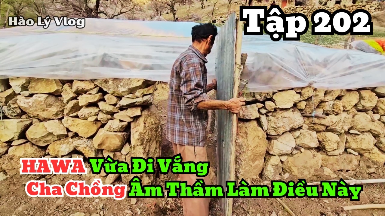 | HAWA - Tập 202 | Chỉ Vì Điều Này Mà Cha Chồng Âm Thầm Tới Chuồng Dê Hawa
