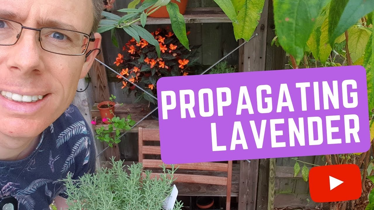Propagating Lavender quick, easy free plants.