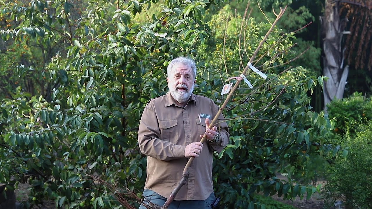John, double delight nectarine tree