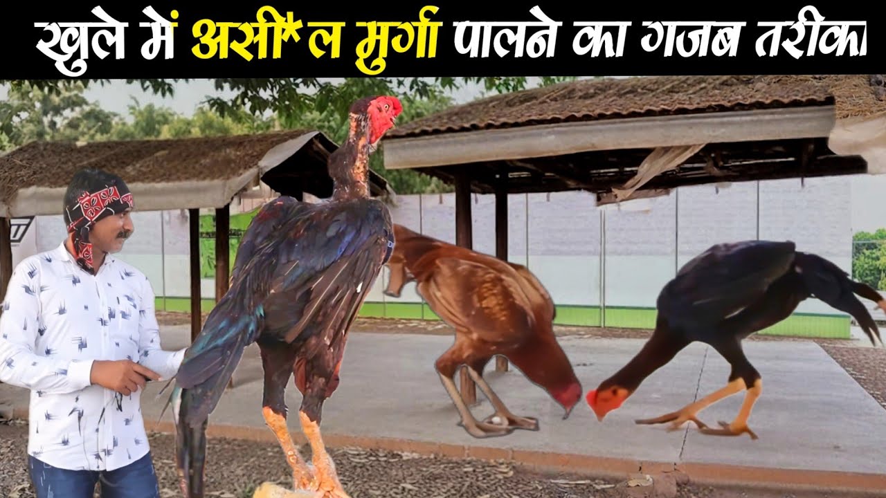खुले में असी*ल मुर्गा पालन का गजब तरीका! ।। As*eel Murgi Palan Manpur Cg।। 9630607444