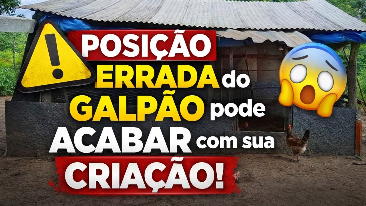 NUNCA COMETA ESSE ERRO no seu GALPÃO! 😱 Foi o meu MAIOR ERRO na criação de galinhas