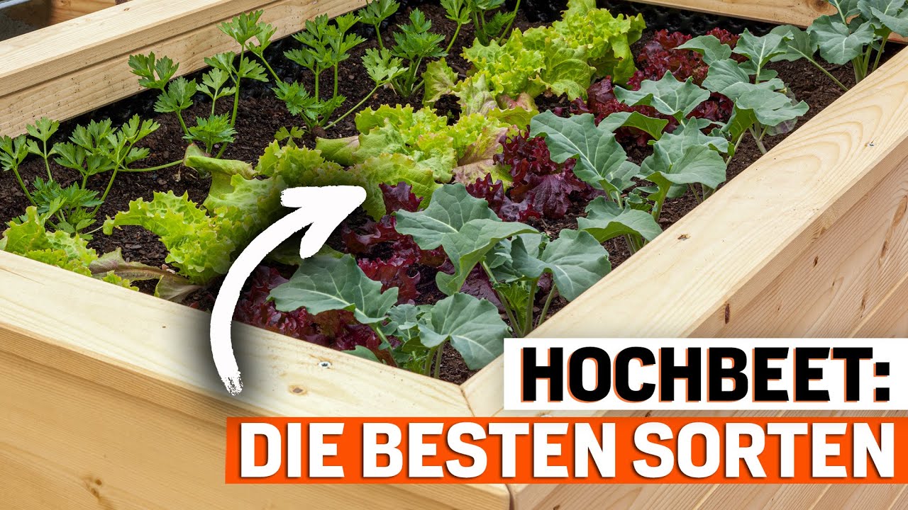 Hochbeet bepflanzen: Das sind die 7 besten Gem&uuml;sesorten