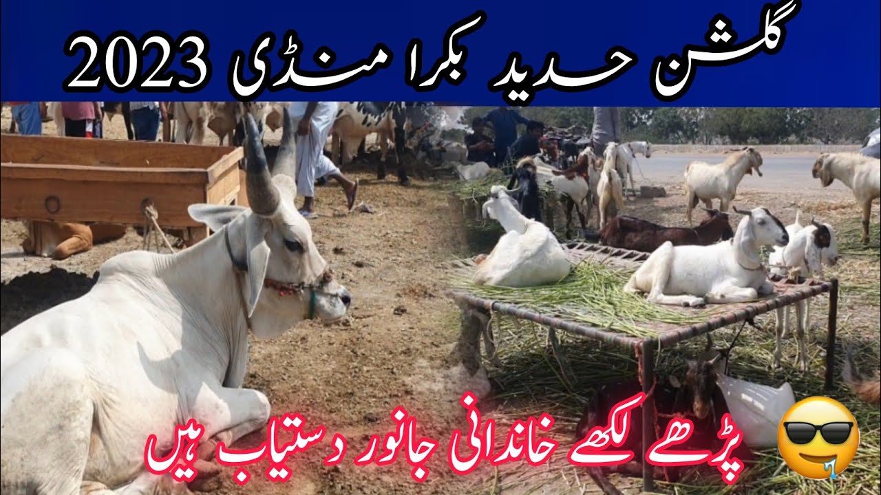 Live Gulshan e hadeed Karachi Bakra Mandi 2023|Bakra Eid Special Vlog