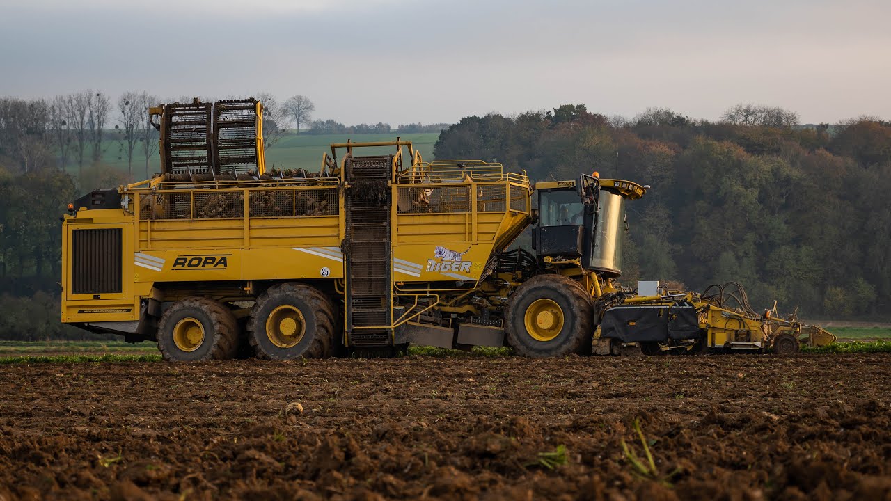 Arrache de betteraves + Semis de blé - Ropa Tiger v8 - Fendt 724, 820 et 824 - Prest'Agri