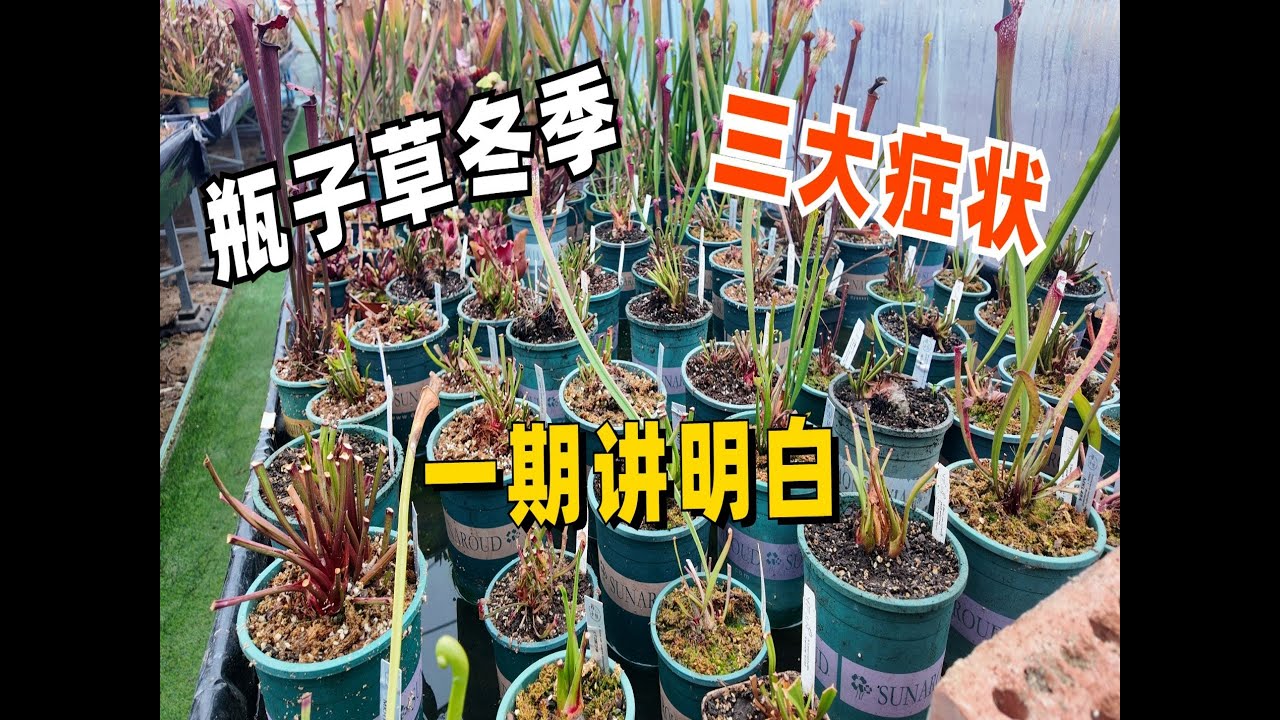 冬季瓶子草发红发霉有斑点怎么办？