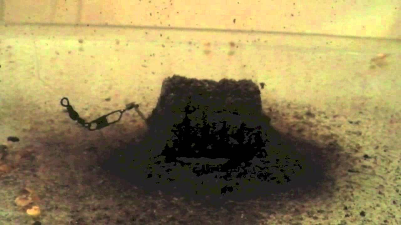 Feeder fishing. Groundbait in Cage Feeder underwater test.  Sensas Black.