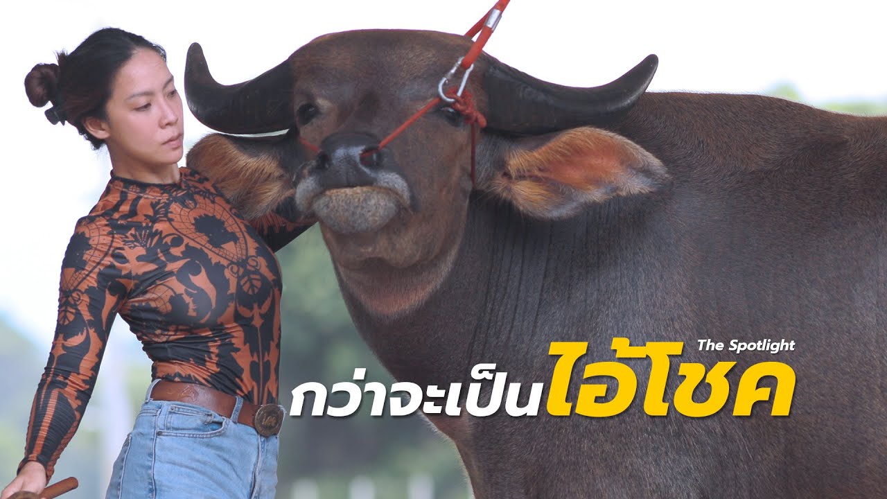 กว่าจะเป็นไอ้โชค สายเข้มทองตีนโต+ตาแกะ จากคอกป้าออมสิน โทร.093-6959787 สท.เชง