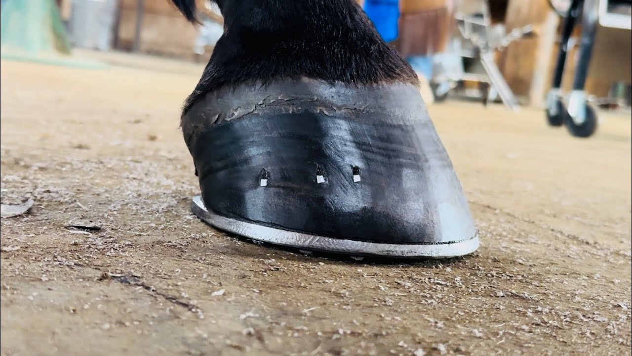 Hoof with SIDEBONE and NAVICULAR gets HANDMADE Horseshoe