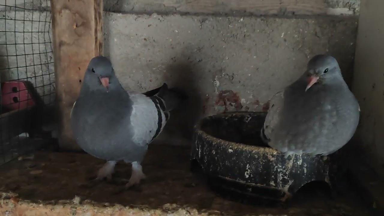 Yavruların son durumu kümes düzeni #güvercin #taklacıgüvercin #pigeon #ytdayibenionecikarnolur 