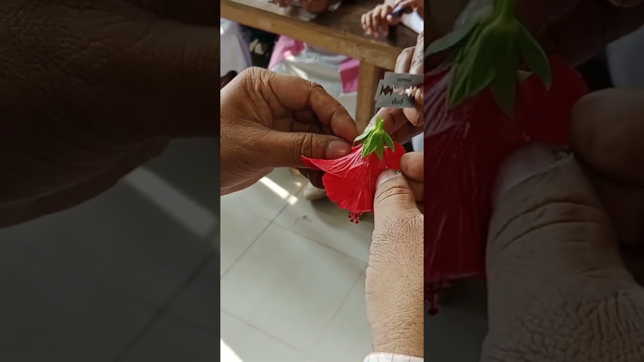 HSC PRACTICAL. SECTION OF MALVACEAE FAMILY  PLANT#botany #practical #hsc #ARIF