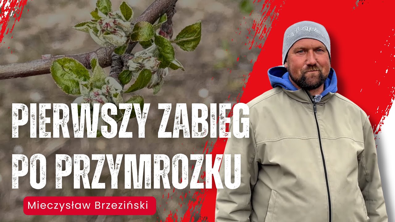 Jak zregenerować jabłonie, wiśnie, truskawki i porzeczki po przymrozku? Pierwszy kluczowy zabieg!
