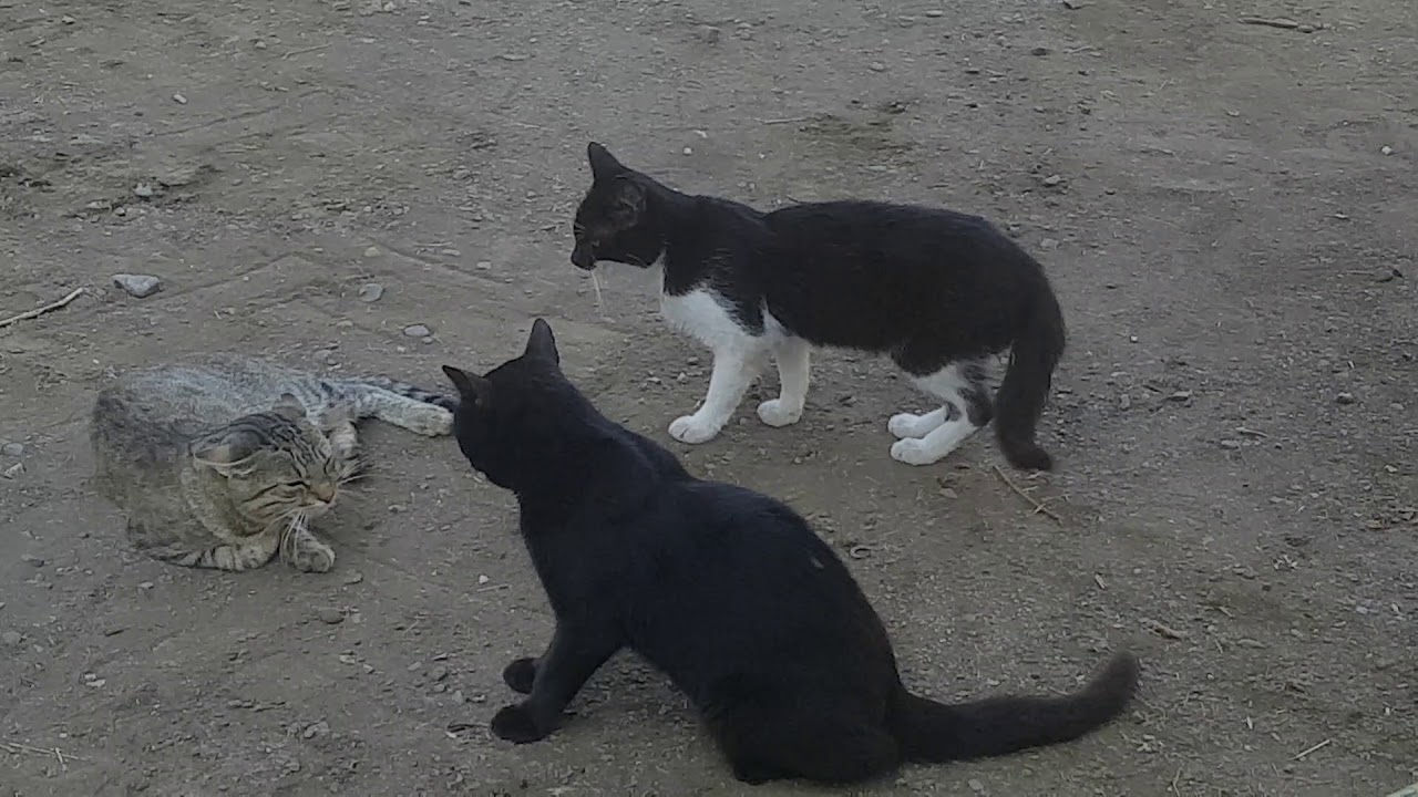Two friend cats attack foreign cat