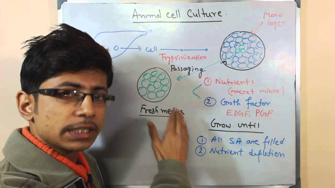Animal cell culture 7 - cell culture in media