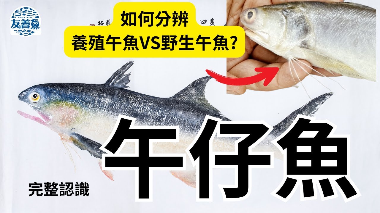 午魚(午仔魚)完整介紹，台灣午魚供給狀況，如何分辨養殖午魚和野生午魚？
