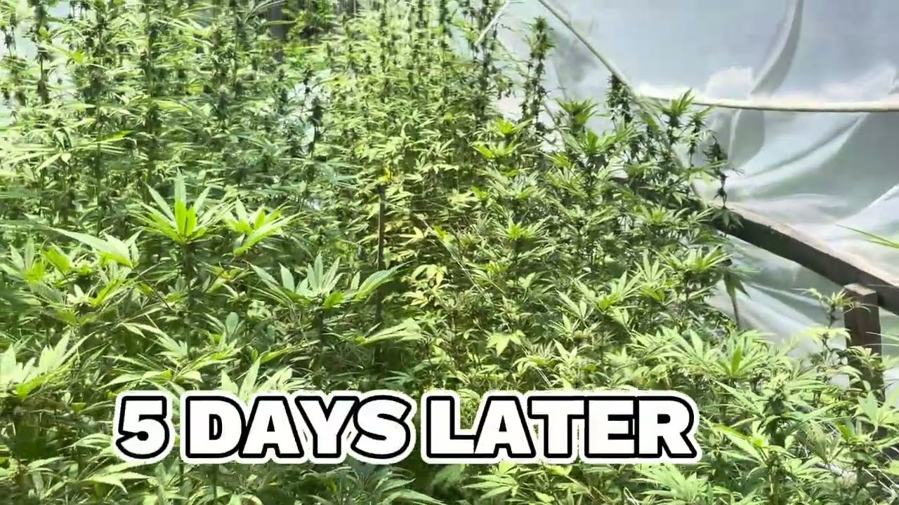 How we Flower cannabis outside July 2025