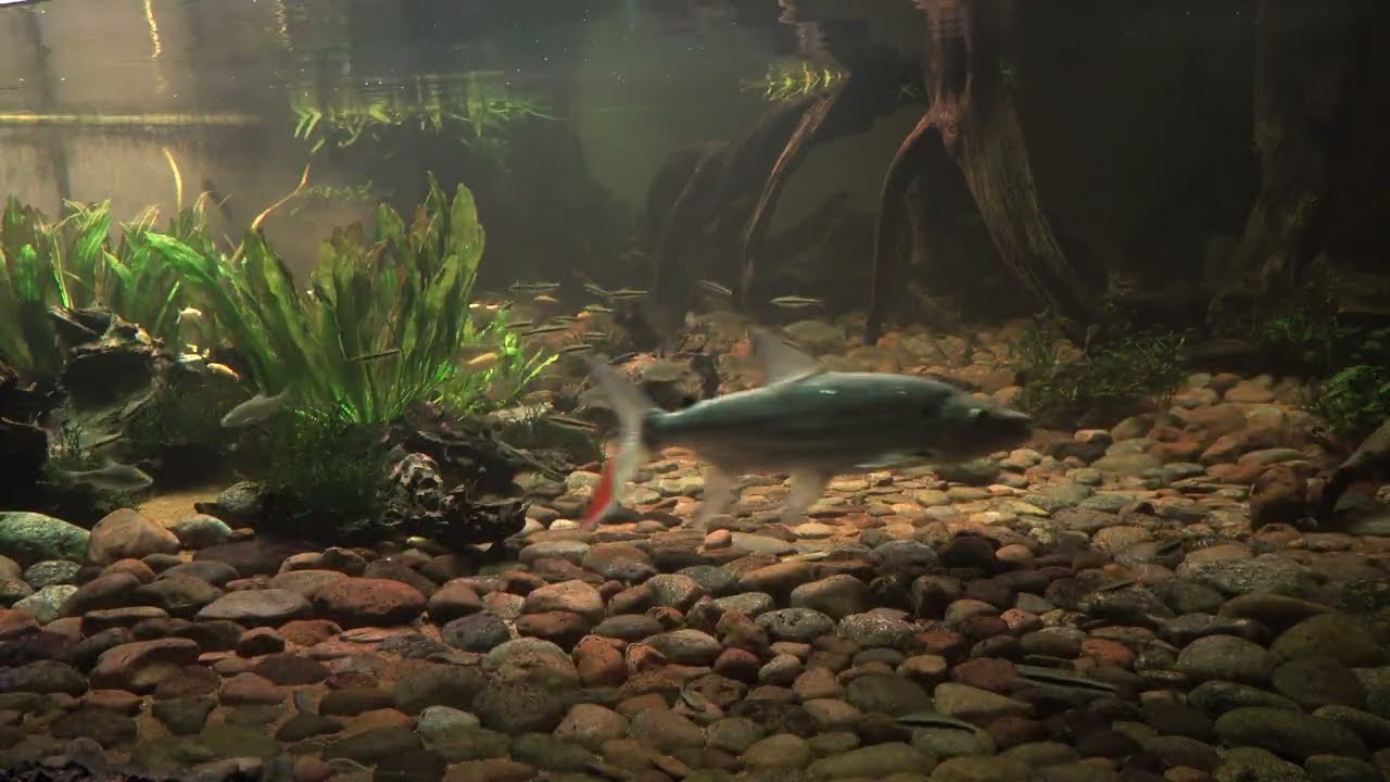 goliath tigerfish semiwild