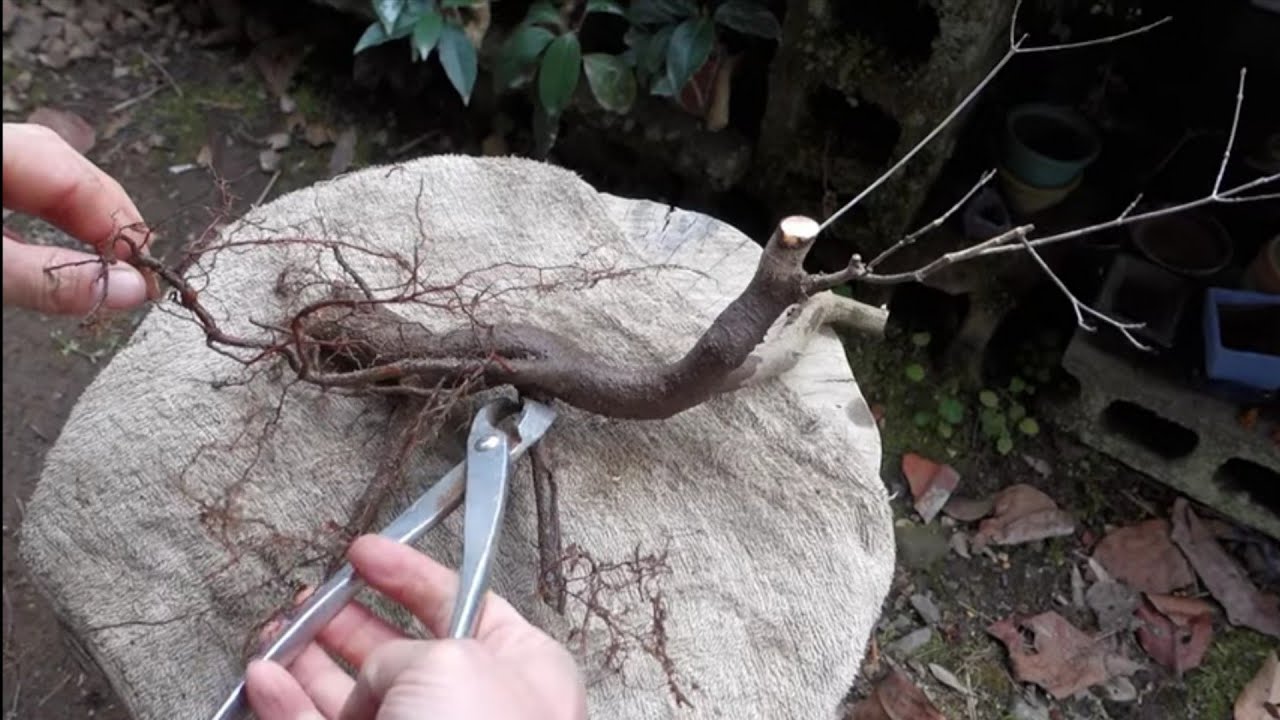 【Bonsai diary】  山採りモミジの成長記録　♯291