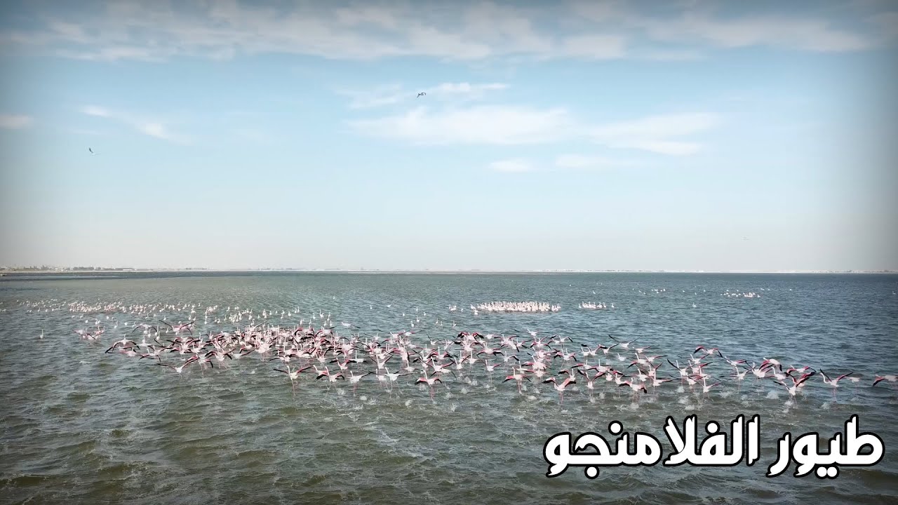 طيور الفلامنجو | The flamingo birds