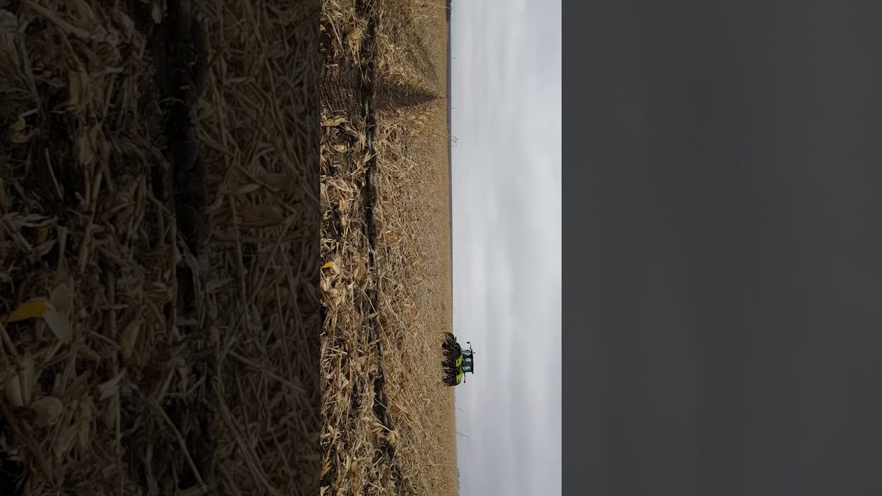 chaining corn crop