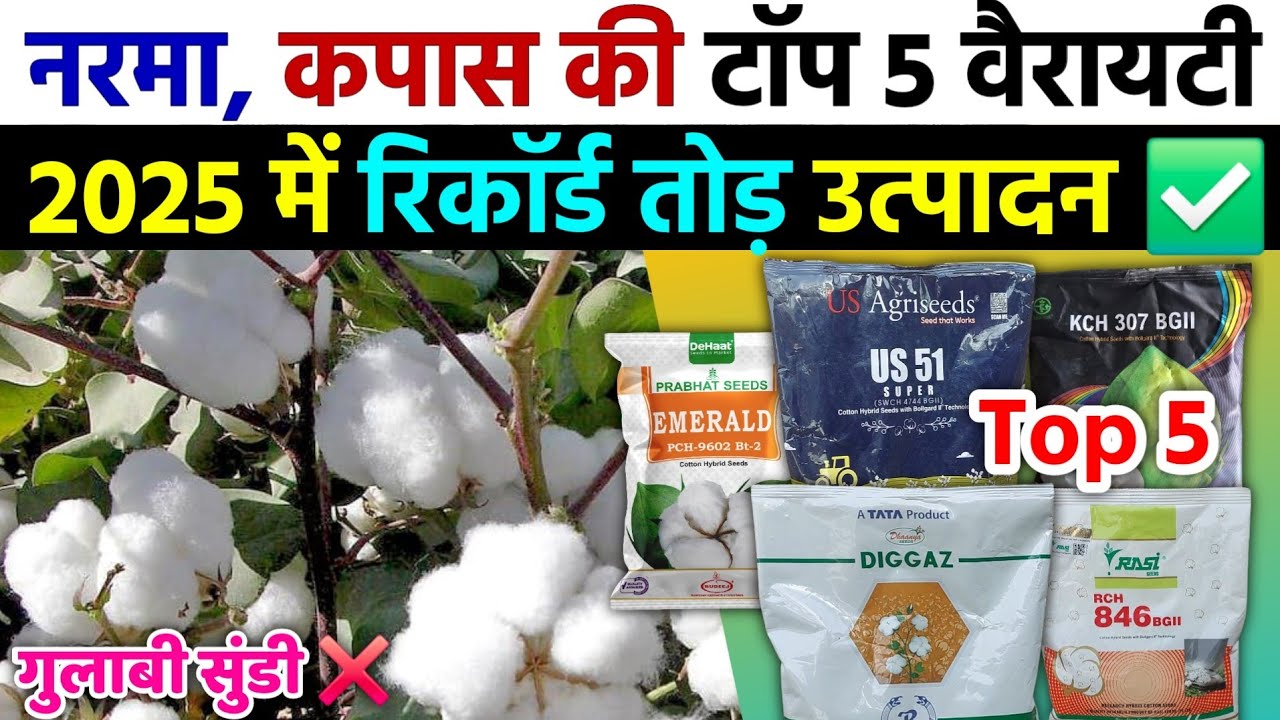 नरमा, कपास की टॉप 5 वैरायटी | 2025 में रिकॉर्ड तोड़ेंगी ये वैरायटी | Kapas ki Top 5 Variety 2025