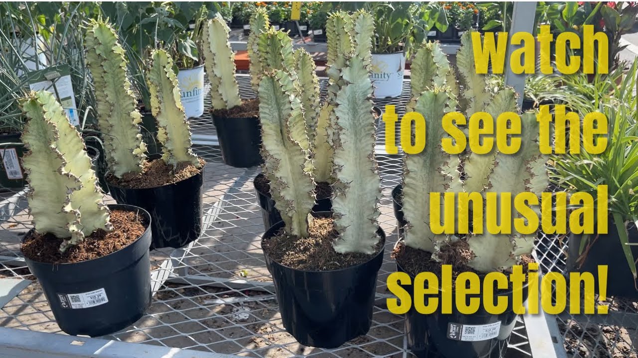 415: Scored At The Big Box Garden Center Today! Picked Up Cactus & Succulents Rarely Seen Here🌵