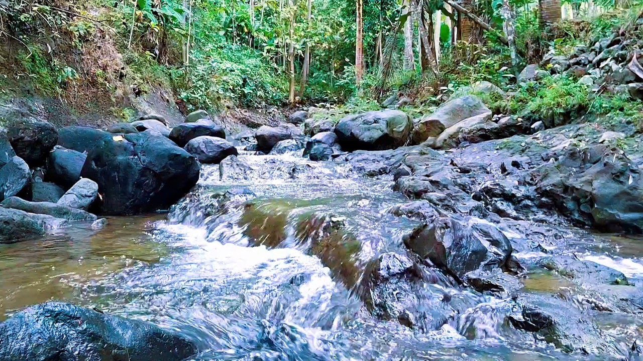 Gentle Forest River for Deep Relaxation