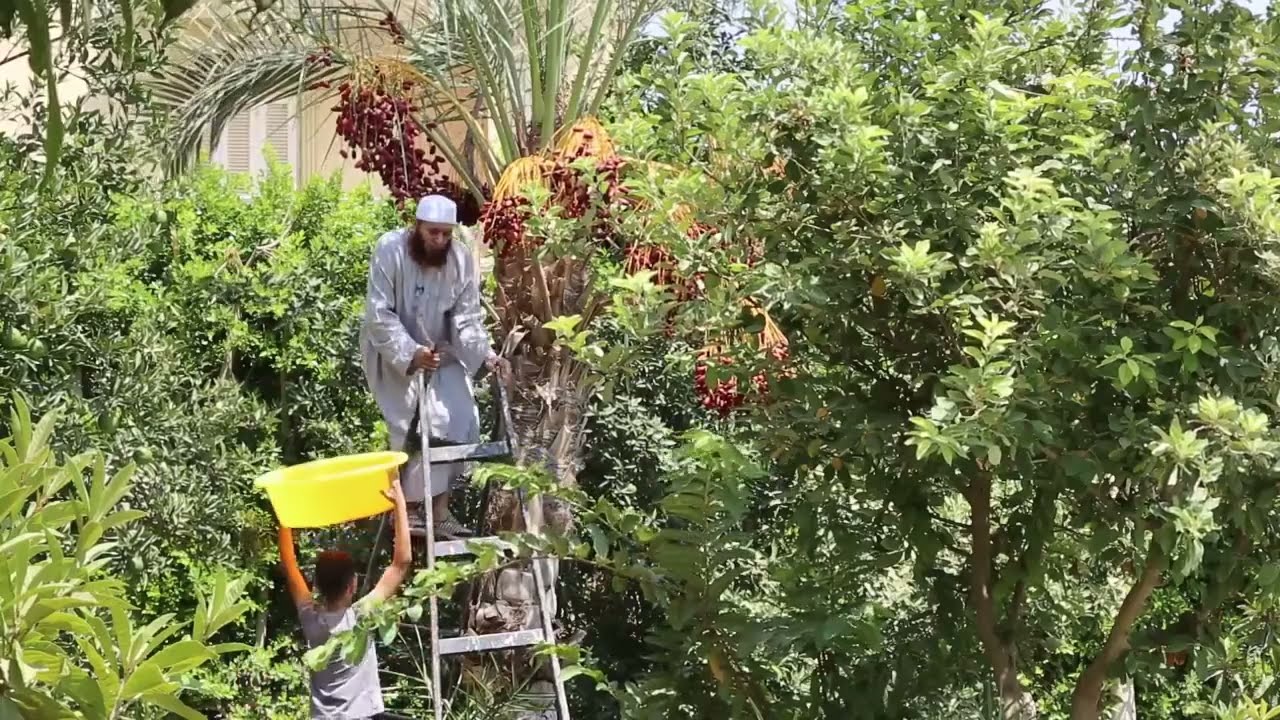 سقوط إبن الشيخ أيمن صيدح من فوق النخلة مع البلح ( الحمد لله البلح بخير )