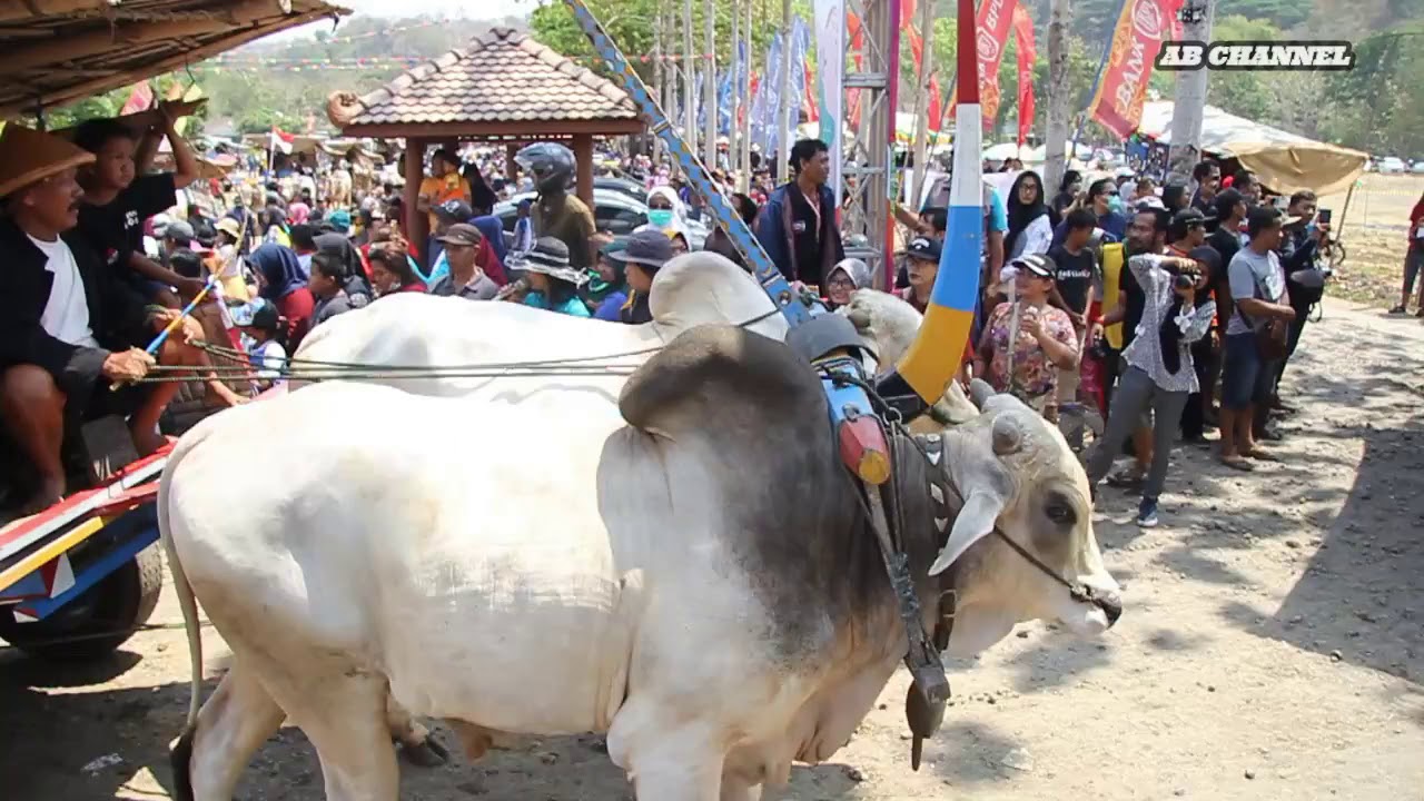 Festival Gerobak Sapi 2019 ~ Candi Banyunibo Prambanan Yogyakarta