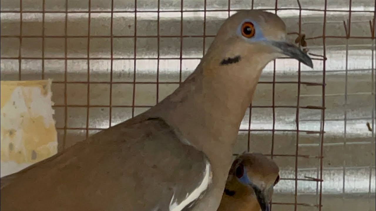 Las palomas ex&oacute;ticas del criadero don Alfredo