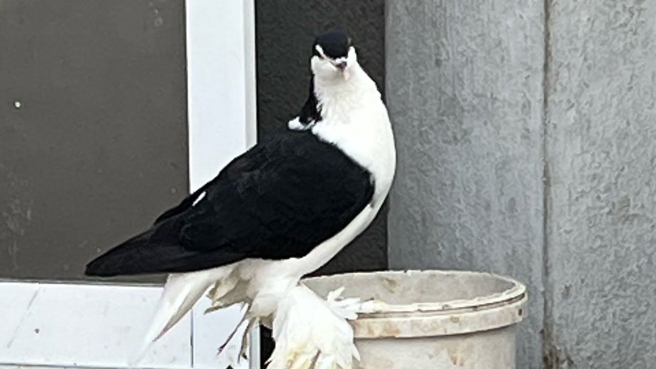 Pigeon lovers ❤️🕊️🧿