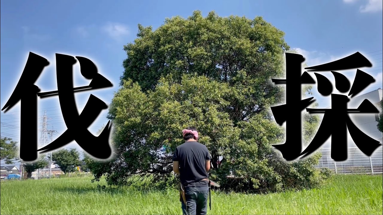 大きくなった株立の木を伐採します