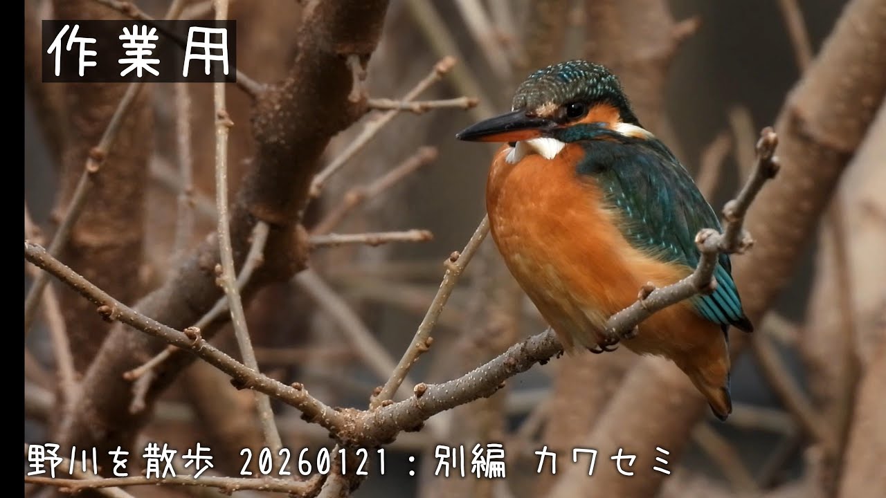 野川を散歩 20260121：別編 カワセミ【作業用】※風ブレあります